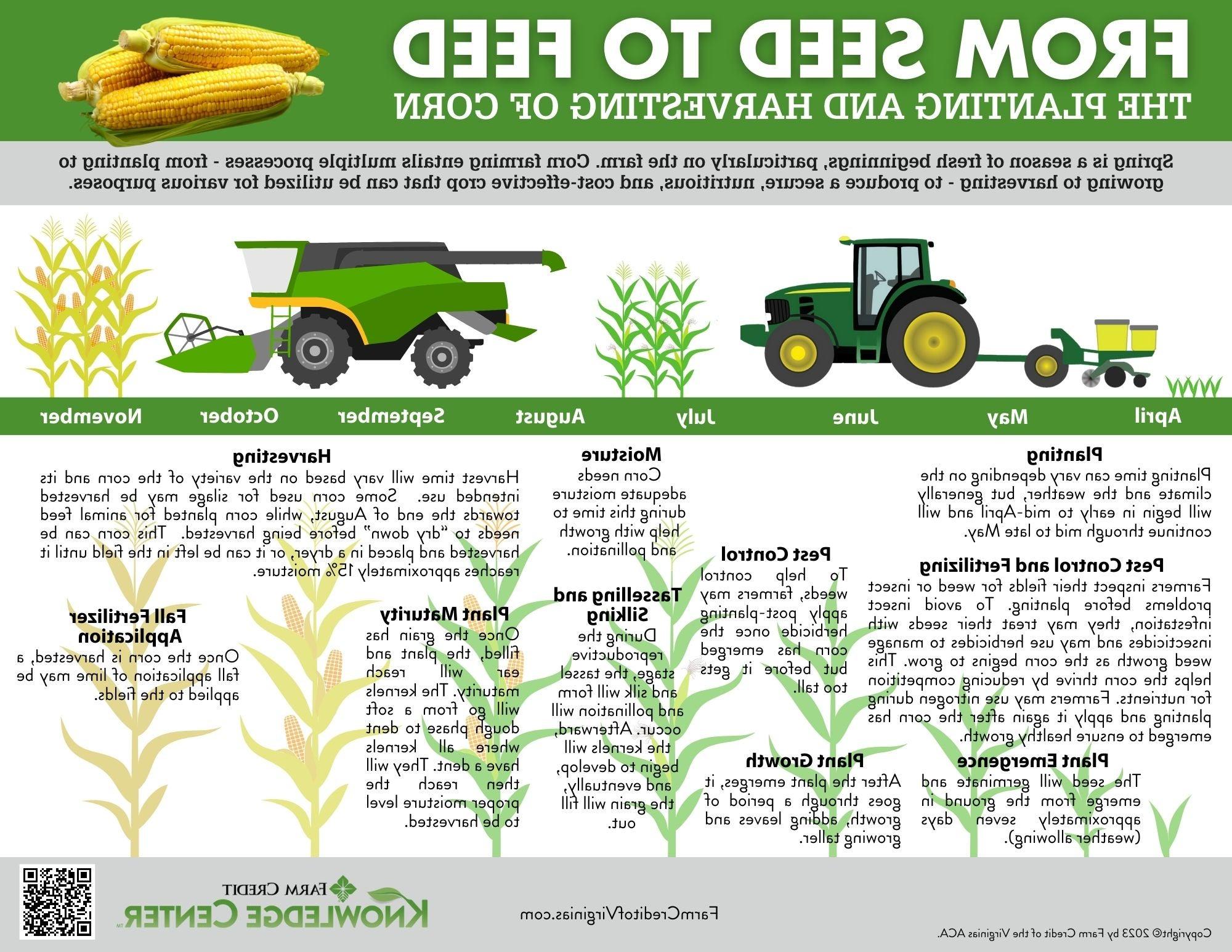 从种子到饲料玉米作物信息图